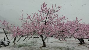 桃の花に雪