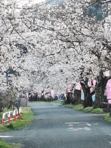 徳島堰の桜並木2021